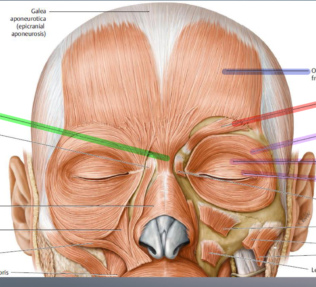 What eyebrow muscle is indicated by the red muscle?