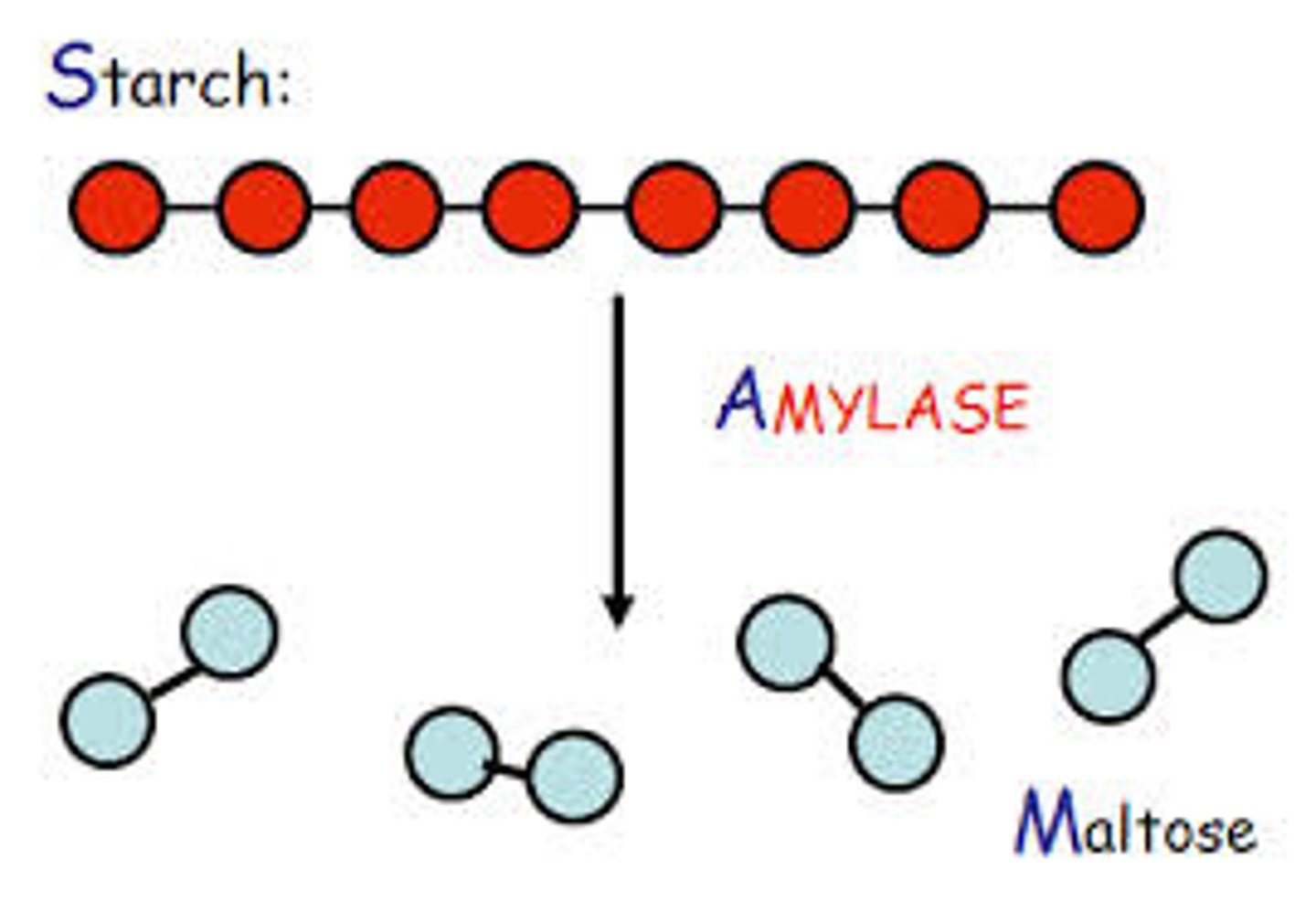 <p>Enzyme that breaks starch down into small, soluble sugars</p>