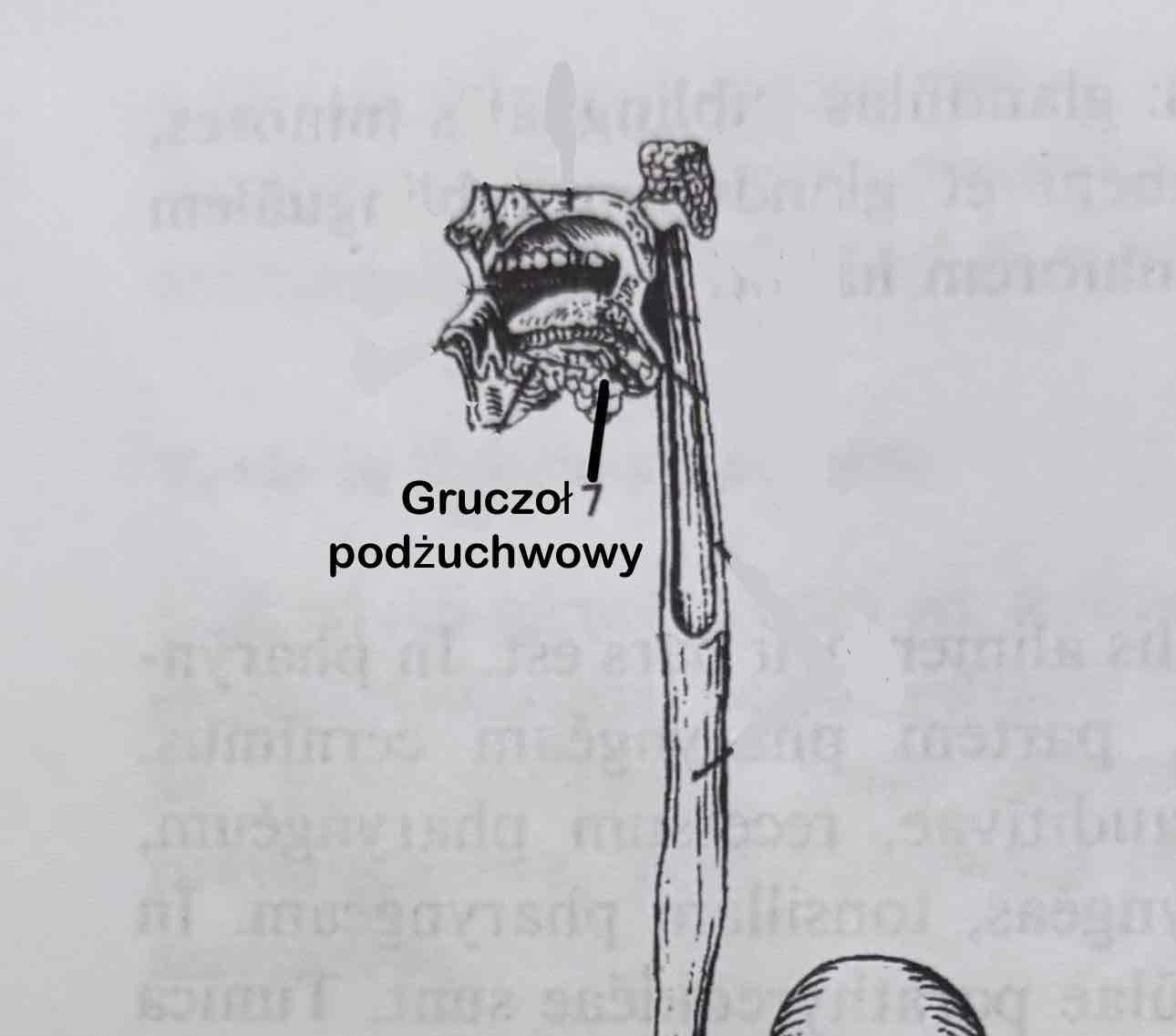 <p>Gruczoł podżuchwowy</p>
