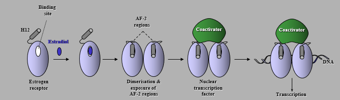 <p>Estradiol binds to the receptor binding site which causes dimerization and exposure of AF-2 reigons. The Coactivator Nuclear transcription factor then binds and allows transcription to occur</p>