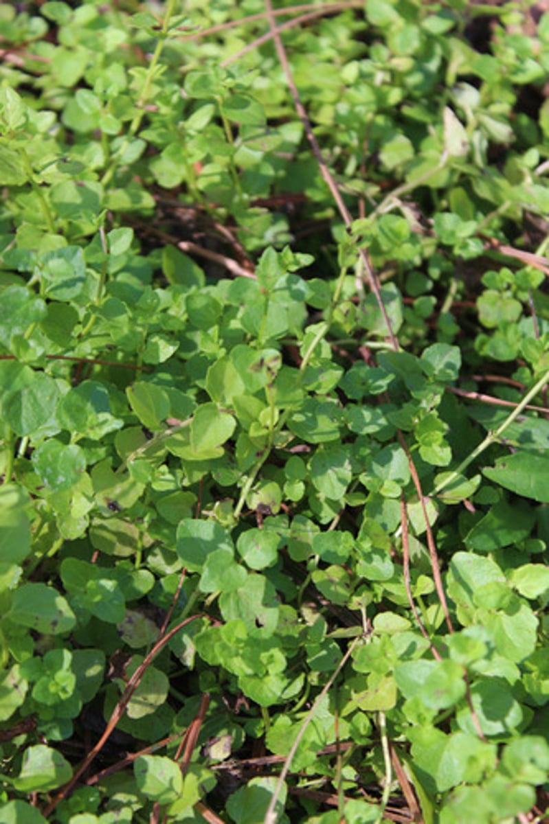 <p>what is the name of the plant pictured here?</p>