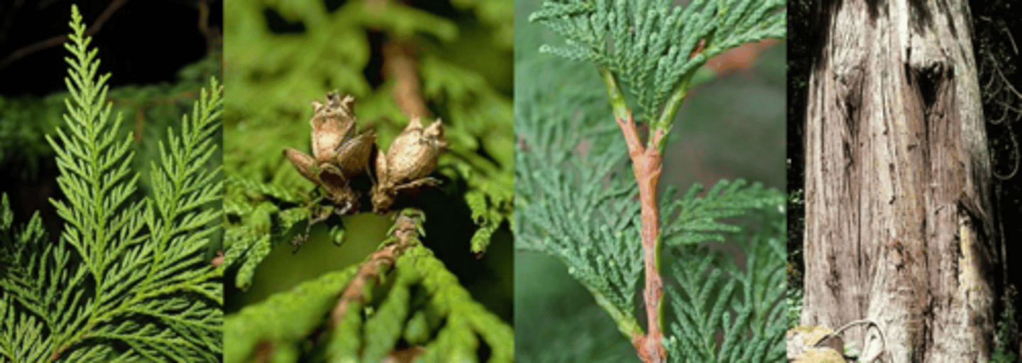 <p>Leaves: Persistent, scale-like, and arranged in decussate pairs; yellow-green on top with a distinctive butterfly shaped bloom pattern on the underside. Individual leaves are typically 1/16 – 1/8” long and sets of four are roughly square. Foliage arranged in flattened sprays, dead leaves fall in sprays. </p><p>Fruit: Small woody cones (1/2” long) with thin, valvate scales arranged in 5 to 6 decussate pairs; typically upturned on the branches. </p><p>Twig: Younger twigs are flattened while older twigs are round, slender, flexible, and slightly zigzag; reddish brown. </p><p>Bark: Thin (1/2 - ¾” thick), fibrous, stringy, and reddish brown; finely ridged and furrowed; intertwined; comes off in long strips. </p><p>Form/Silvics: A large evergreen conifer that grows to 200’ tall and 10’ in diameter (sometimes more). Has an open, pyramidal crown with pendulous, frond-like branches. Base of trunk is often swollen and fluted.</p>