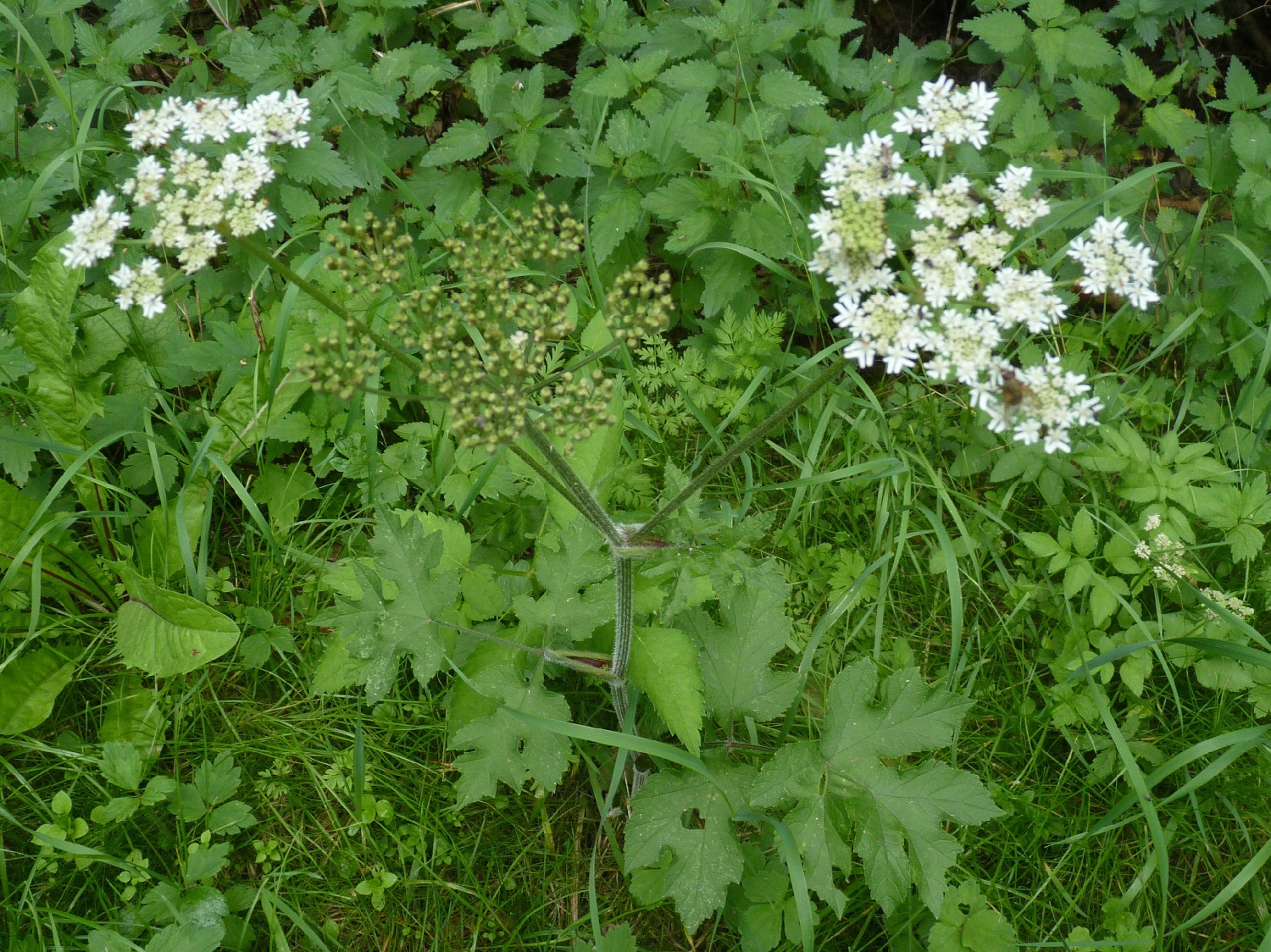 <p>Heracleum sphondylium - Apiaceae</p>