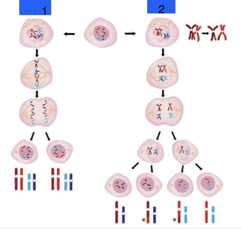 <p>What is the result at the end of binary fission?</p>