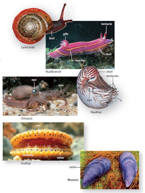 Molluscan diversity.