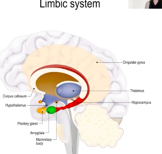 <p>limbic system</p>