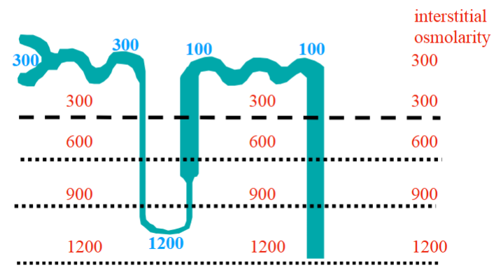 <p>Interstitial osmolarity gets higher as you go deeper from the cortex into the medulla of the kidney.</p><p>The descending limb of the Loop of Henle is permeable to water but impermeable to solutes.</p><p>The water gets pulled out of the descending loop of Henle into the interstitium to balance osmolarity</p>
