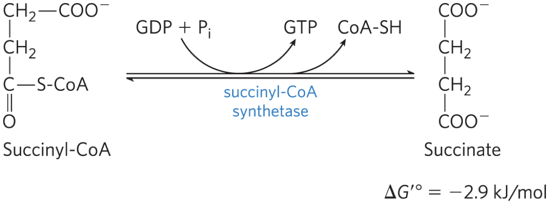 <p><strong>succinyl-CoA synthetase</strong> (succinic thiokinase)</p><p>catalyzes the breakage of the thioester bond of succinyl-</p><p>CoA to form <strong>succinate</strong></p><p>– energy released drives the synthesis of a</p><p>phosphoanhydride bond in either <strong>GTP or ATP</strong> (substrate</p><p>level phosphorylation)</p>