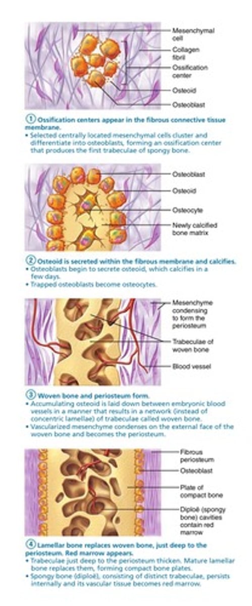 <p>1)Ossification centers appear in the fibrous</p><p>connective tissue membrane; osteoblasts forming an ossification center that produces the first trabeculae of spongy bone.</p><p>2) Osteoid is secreted within the fibrous membrane and calcifies; trapped osteoblasts become osteocytes.</p><p>3) Woven bone and periosteum form.</p><p>• Accumulating osteoid is laid down in a manner that results in a network of trabeculae called woven bone; external face of the woven bone and becomes the periosteum.</p><p>4) Lamellar bone replaces woven bone, just deep to the periosteum. Red marrow appears.</p>