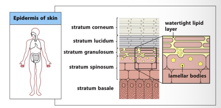 <p>Largest organ in the body</p><ul><li><p>Thick and dead outer layer</p></li><li><p>Dry surface</p></li><li><p>Impermeable (keratin)</p></li><li><p>Anti microbial secretions</p></li></ul><p></p>