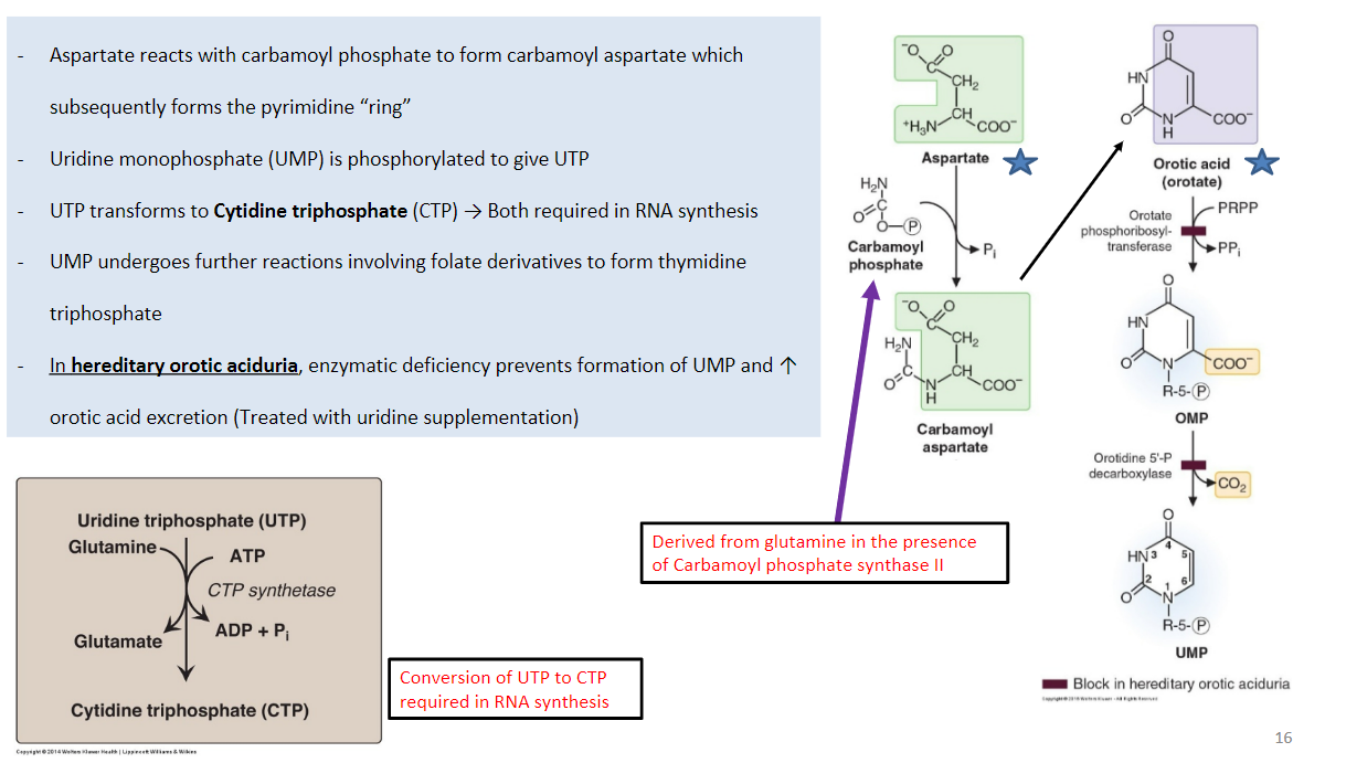 <p><strong>False</strong> - It goes from uridine monophosphate gets phosphorylated → uridine triphosphate → cytidine triphosphate.</p><p></p><p>In addition, uridine monophosphate → thymidine triphosphate</p>