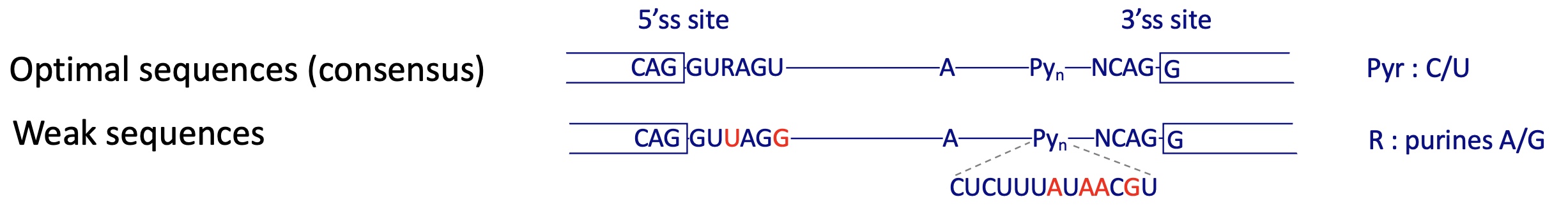 <p>YES</p><p>splicing sites can have different strengths depending on how close they are to the consensus sequence : pyr (C/U)</p><p>weak sequence : pur (A/G)</p><p></p>