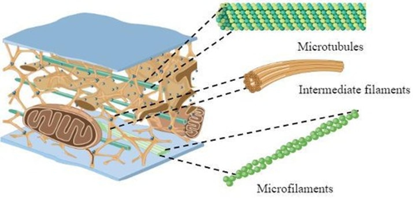 <p>- provides structure</p><p>- serves as tracks for movement within cell</p>