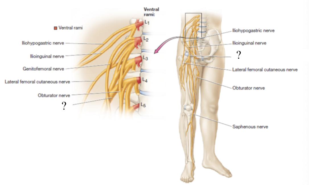 <p>largest nerve of the lumbar plexus, provides motor innervation to anterior thigh muscles and sensory innervation to skin of anterior and medial thigh</p><p></p>
