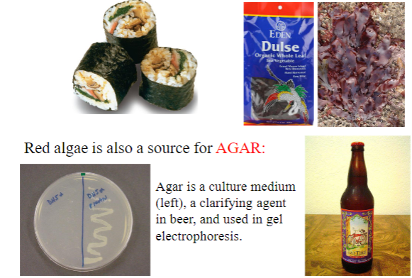 <p>mostly marine &amp; multicellular, red photosynthetic pigment, phycoerythrin, absorbs blue light &amp; transfers energy to chlorophyll. Blue light penetrates deeper so red algae can grow deeper. Reproduction resembles alternation of generations. Red algae is eaten as eaten as sushi wraps (nori) &amp; dulse. Its also a source for agar</p>