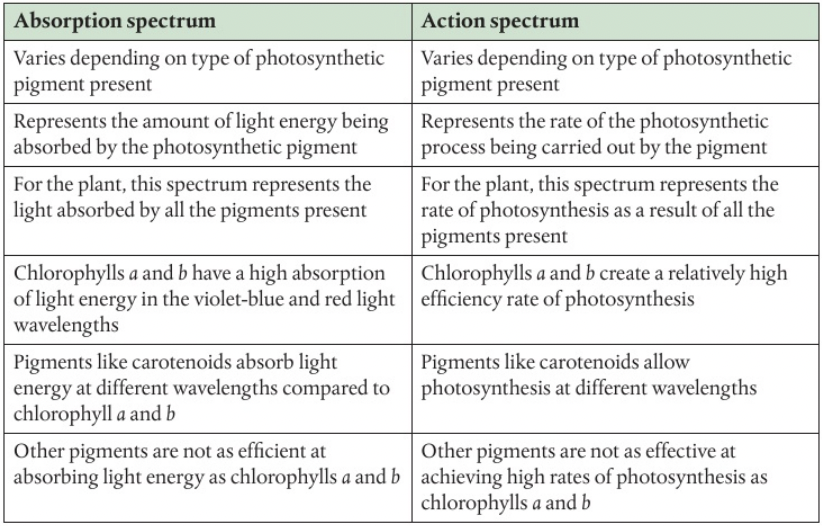 <p><span>An&nbsp;</span>action spectrum <span>is graph like that shows the photosynthetic activity at each wavelength and can be generated using a variety of measurements from oxygen production to carbon dioxide absorption. An action spectrum is a good indicator of which wavelengths are most efficient for photosynthesis. Some wavelengths cause a higher photosynthetic rate than others.</span></p><p></p><p><span>Difference: The </span>absorption spectrum<span> is derived from </span>individual pigments<span> like chlorophyll a, chlorophyll b, and carotenoids. Whilst </span>the action spectrum reflects the combined effect of all pigments and the photosynthetic machinery.</p><p></p><p><span>The </span>absorption spectrum<span> shows what light is captured, while the </span>action spectrum <span>shows how effectively that light drives photosynthesis.</span></p>