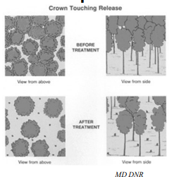 Before/after C.T. M.