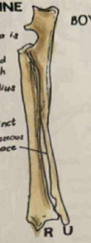 <p>ulna is separate, and at proximal end; the olecranon has 3 well developed processes&nbsp;“trituberculate summit”</p>