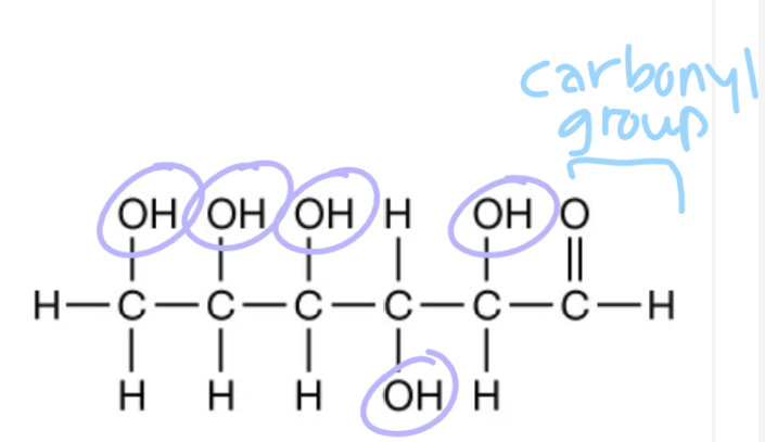 <ul><li><p>Most common monosaccharides</p></li><li><p>Nutrients and fuels for cells</p></li><li><p>Used in cellular respiration</p></li></ul>