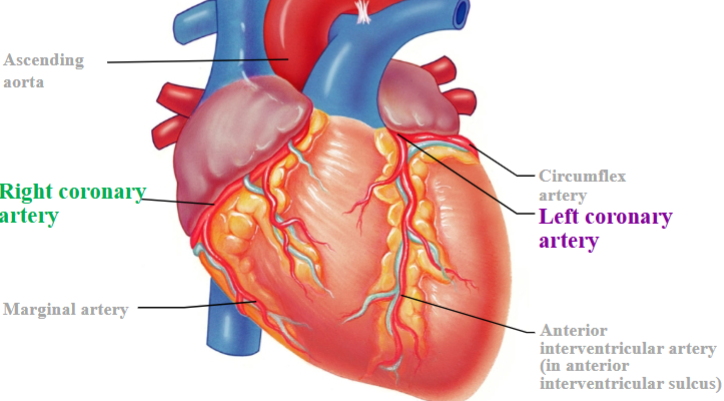 <ul><li><p><span style="background-color: transparent;"><span>Right coronary artery &amp; branches</span></span></p></li><li><p><span style="background-color: transparent;"><span>Left coronary artery &amp; branches</span></span></p></li></ul><p></p>
