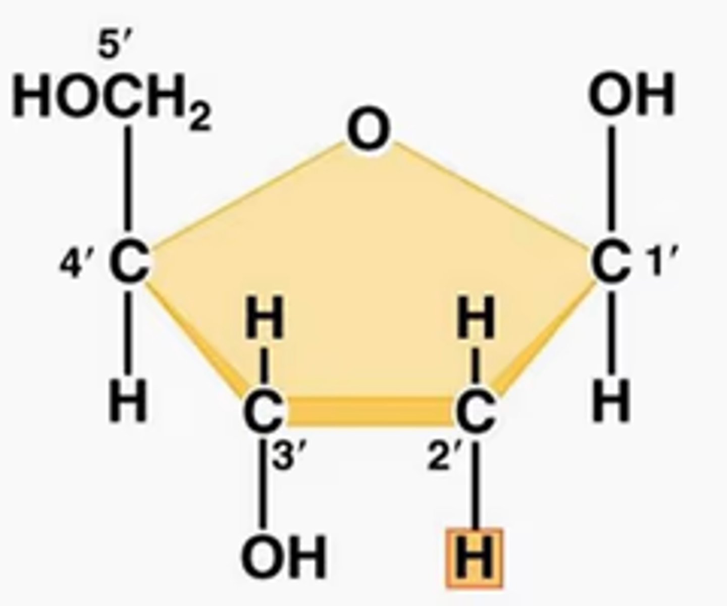 <p>The carbons of the sugar component of the nucleotide are numbers clockwise, starting from the oxygen in the ring at the top and the phosphate group to the left.</p>