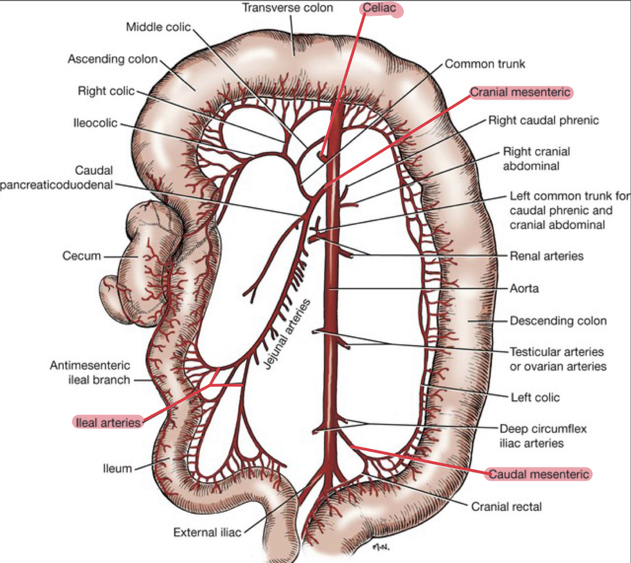 <ul><li><p><strong><u>Which blood vessels supply:</u></strong></p><ul><li><p><strong><u>Small intestine:</u> </strong><span style="color: red"><strong>Cranial mesenteric artery</strong></span></p></li><li><p><strong><u>Proximal duodenum:</u> </strong><span style="color: red"><strong>Celiac artery</strong></span></p></li><li><p><strong><u>Large intestine:</u> </strong><span style="color: red"><strong>Cranial</strong></span><strong> </strong>and <span style="color: red"><strong>caudal mesenteric artery</strong></span></p></li><li><p><strong><u>Rectum:</u></strong><span style="color: red"><strong> Internal iliac artery</strong></span></p></li></ul></li><li><p><strong><u>Veins of intestinal tract go to:</u> </strong><span style="color: red"><strong>Portal vein</strong></span></p></li><li><p><strong><u>Blood from rectum return to:</u> </strong><span style="color: red"><strong>Caudal vena cava </strong></span></p></li></ul><p></p>