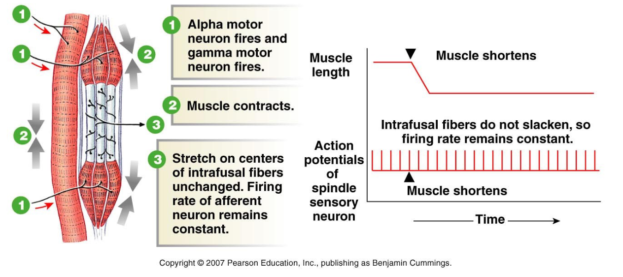 <p>1) alpha motor neuron fires and gamma motor neuron fires</p><p>2) muscle contracts</p><p>3) stretch on centres of intrafusal fibres are unchanged, firing rate of afferent neuron remains constant</p><p>ESSENTIAL for maintaining sensitivity of muscle spindle</p>