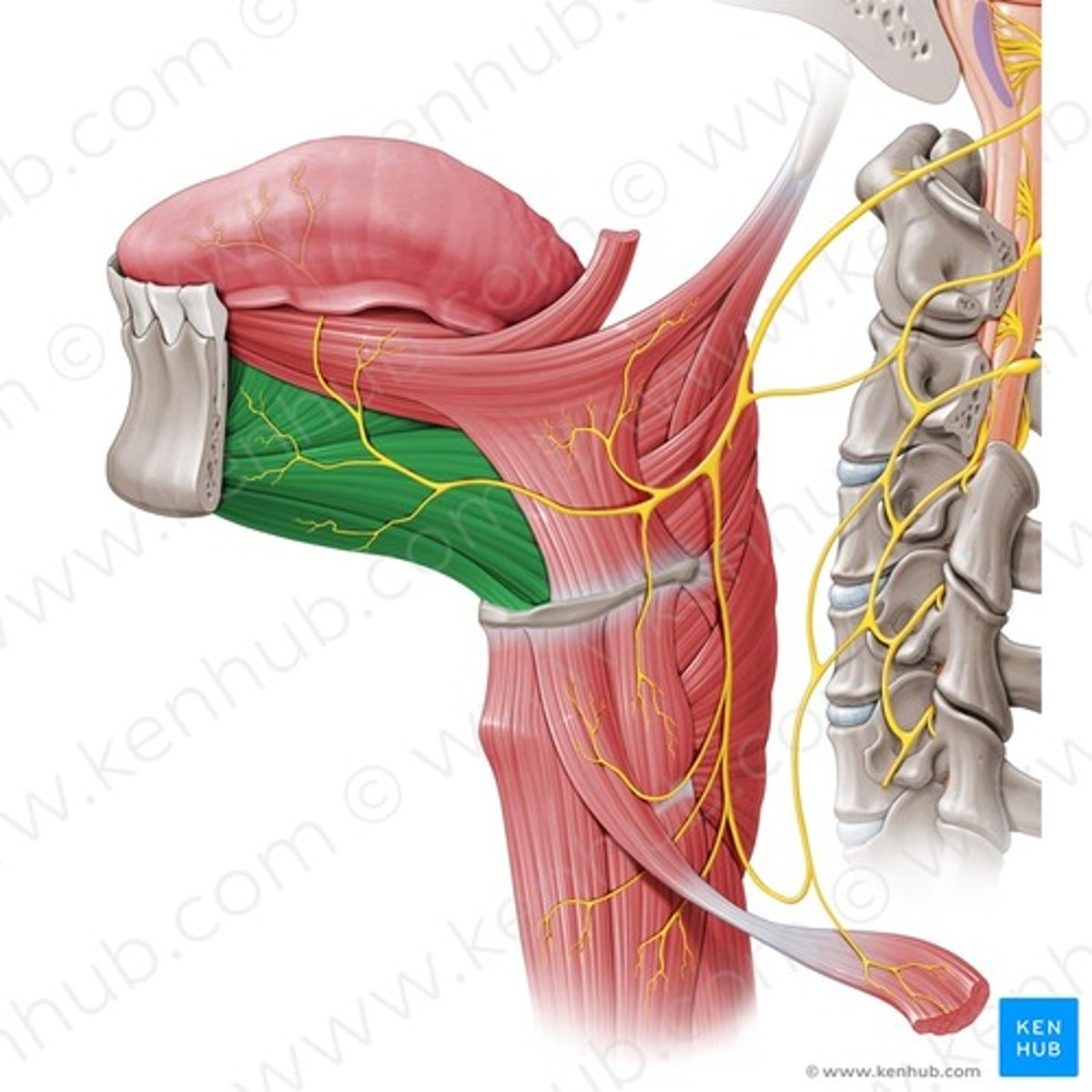 <p>Funktion: Protrusion av tungan.</p>