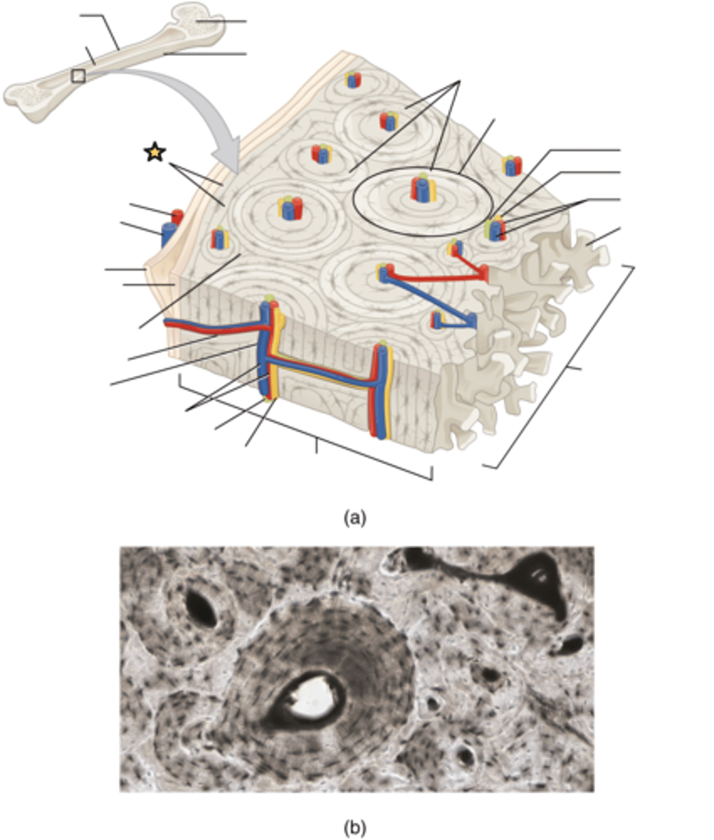 <p>Located deep to periosteum and superficial to endosteum and extend around entire circumference of the diaphysis and resist twisting of long bone</p>