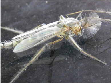 <p>Class 3-moderately tolerant</p>