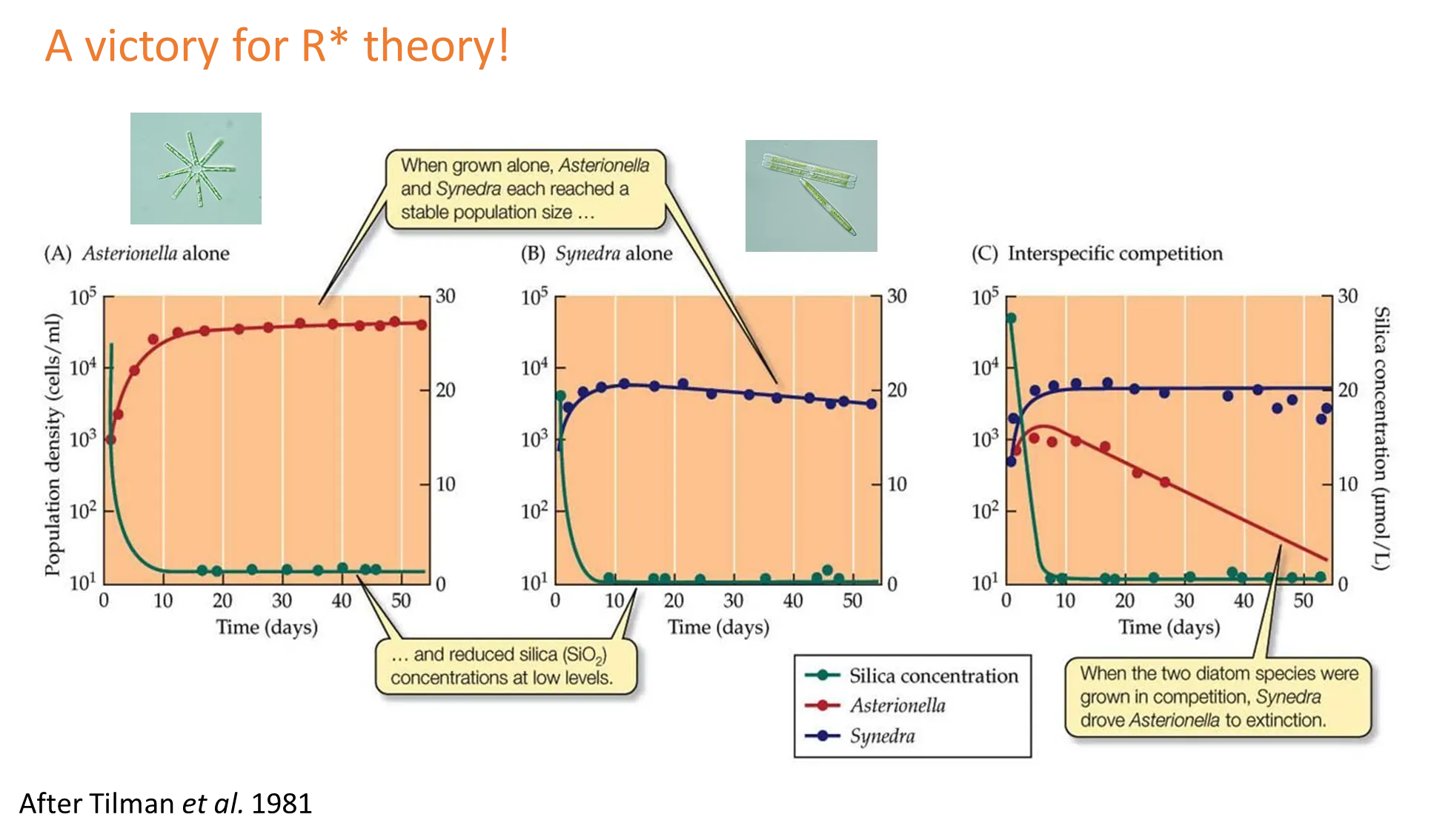 <ul><li><p><strong>diatoms</strong> are photosynthetic planktonic organisms that have a unique <strong>silica cell wall</strong></p></li><li><p><strong>two</strong> species can be grown in cultures where <strong>silica </strong>is the <strong>limiting growth factor</strong>, and their growth observed</p></li><li><p>when the concentration of silica is <strong>high</strong>, both populations <strong>increase </strong>rapidly</p></li><li><p>their growth <strong>depletes </strong>the silica, so the growth rates <strong>slow</strong></p></li><li><p>the concentration of silica at the equilibrium is called <strong>R* </strong>(the <strong>minimum </strong>resource concentration for <strong>positive </strong>population growth)</p></li><li><p>because of this we can <strong>predict </strong>that the species with the<strong> lowest R*</strong> for the limiting resource is going to be the <strong>superior competitor,</strong> because it can survive on less of the resource <em>(Synedra, the blue line)</em></p></li></ul><p>the alternative theory was that it was based on biomass, but experiments using grasses in minnesota proved that R* holds true</p><p></p>