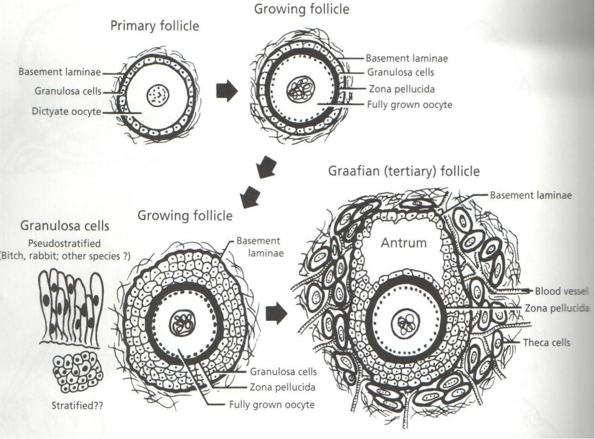 <p><strong><u>What does it contain:</u>&nbsp;</strong>A<strong> </strong><span style="color: rgb(255, 179, 198);"><strong>single oocyte</strong></span> surrounded by.a<strong> </strong><span style="color: rgb(255, 179, 198);"><strong>single layer</strong></span> of<strong> </strong><span style="color: rgb(255, 179, 198);"><strong>granulosa cells</strong></span></p><p><strong><u>Where do the oocyte in primordial follicle come from:</u>&nbsp;</strong></p><ul><li><p>Derived from<strong> </strong><span style="color: rgb(255, 179, 198);"><strong>mitosis</strong></span> of<strong> </strong><span style="color: rgb(255, 179, 198);"><strong>oogonia</strong></span> in the<strong> </strong><span style="color: rgb(255, 179, 198);"><strong>embryonic genital ridge&nbsp;</strong></span></p></li><li><p>Which then<strong> </strong><span style="color: rgb(255, 179, 198);"><strong>migrates</strong></span> to the<strong> </strong><span style="color: rgb(255, 179, 198);"><strong>ovary</strong></span>&nbsp;</p></li></ul><p></p>