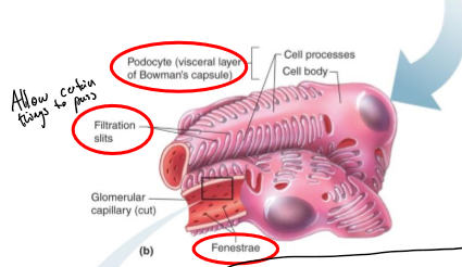 <p>Structures of Bowman’s capsule that surround the capillaries</p>