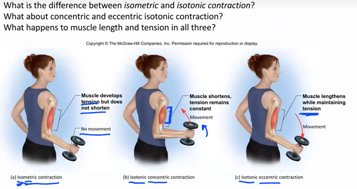 <p>muscle is getting longer with movement</p>