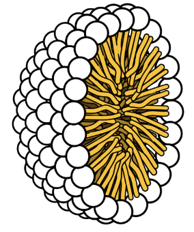 <p>Fatty acids with polar head and non-polar tail join to form spherical structure</p>