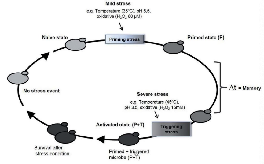 <p><strong>cellular memory</strong></p>