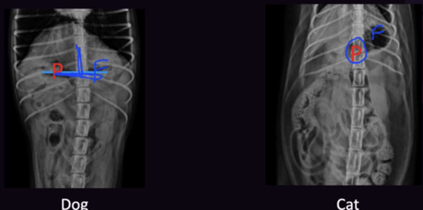 <p>1. Same in Dog and Cat</p><p>2. Pylorus is on midline, not on the right side as it is in dogs </p>