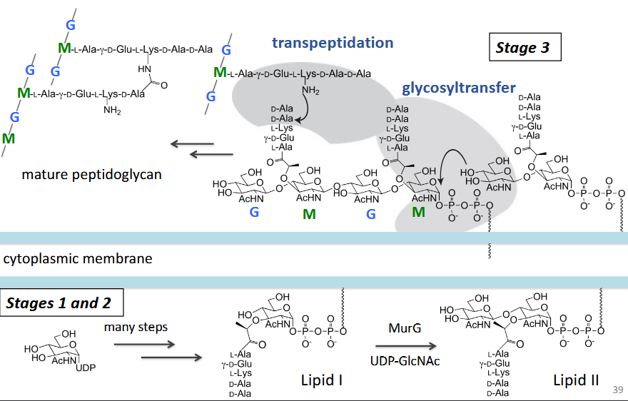 <ol><li><p>lipid I</p></li><li><p>lipid II</p></li><li><p>transpeptidation and glycosyltransfer</p></li></ol><p></p>