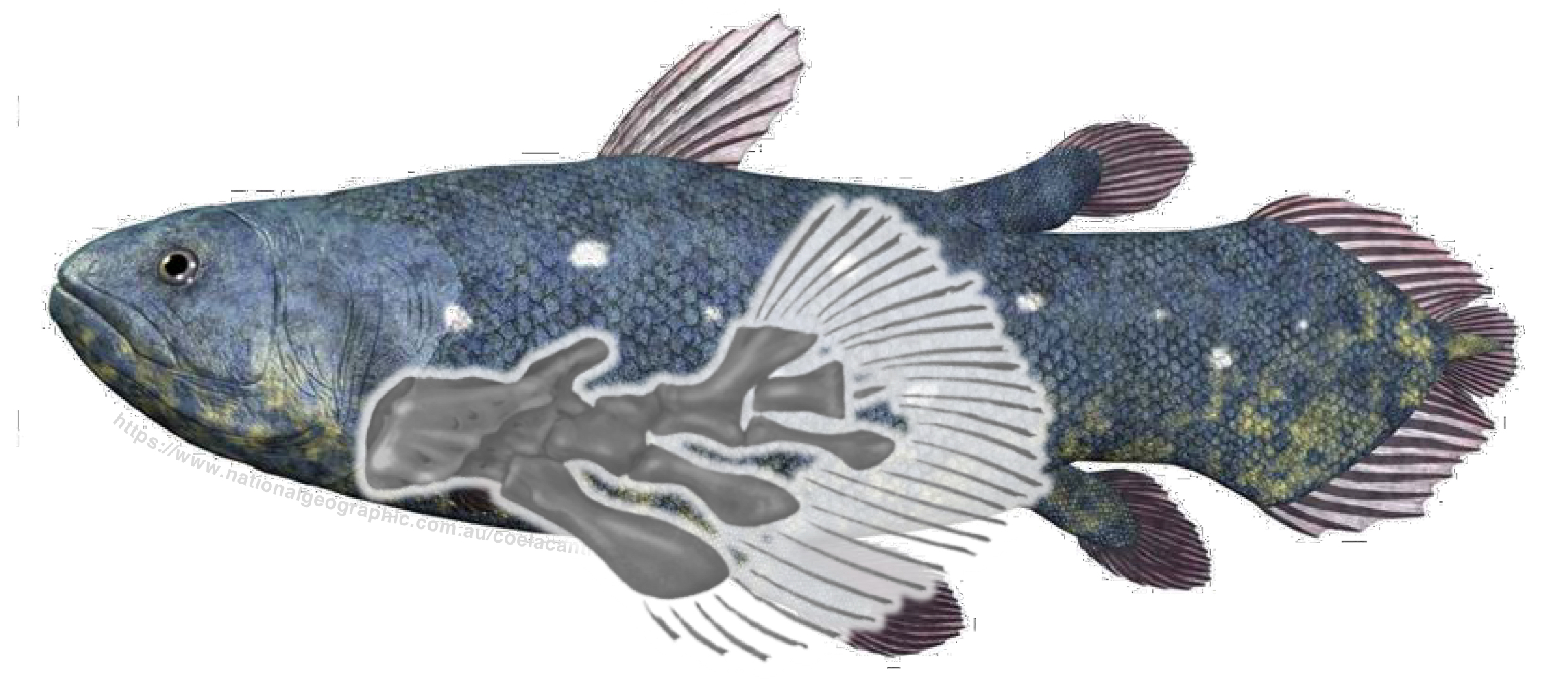 <p>Osteichthyan clade with fishes that have lobed and fleshy fins.</p>