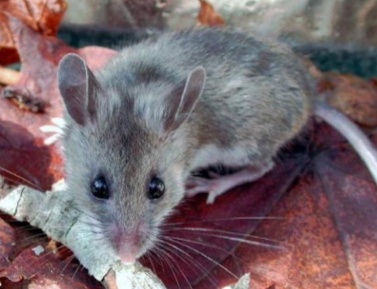 <p><strong>Peromyscus maniculatus</strong></p>