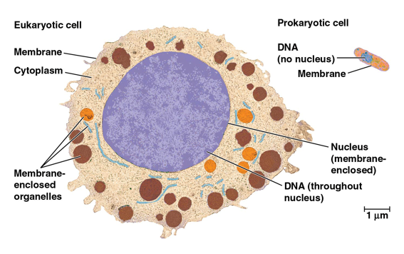 <p>an organism’s basic unit of structure and function; the smallest unit of organization that can perform all activities required for life</p><ul><li><p>all enclosed by a membrane that regulates the passage of materials between the cell and its environment</p></li></ul><p></p>