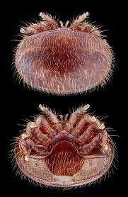 <p>Kmeň: Arthropoda</p><p>Amandibulata</p><p>Podkmeň: Chelicerata</p><p>Trieda: Arachnida</p><p>Acari</p><p>Nadrad: Parasitiformes</p><p>Rad: Mesostigmata</p>