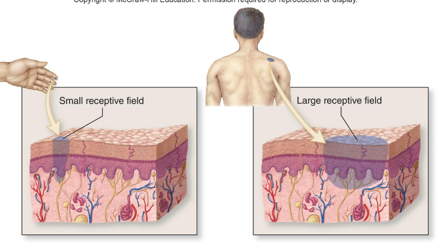 <p>The distribution area of the endings of a sensory neuron</p><ul><li><p>Smaller receptive fields allow more precise stimulus localization where larger receptive fields are less precise </p></li></ul><p></p>