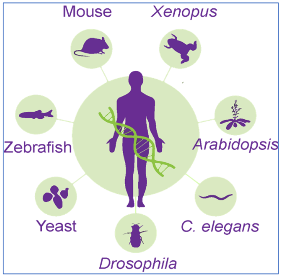 <p>species that are used to study certain aspects of biology</p><ul><li><p>Easy to breed and maintain in a laboratory setup</p></li><li><p>Short generation times</p></li><li><p>Large number of offspring</p></li><li><p>Well studied genome</p><ul><li><p>Can be manipulated easily</p></li></ul></li><li><p>Decreased complexity compared to humans</p></li><li><p>Efficient manipulation of genomes</p></li><li><p>Less ethical concerns compared to research on human</p></li></ul><p></p>