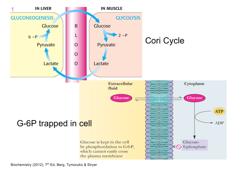 <p>DIAGRAM ON SLIDE 3</p>