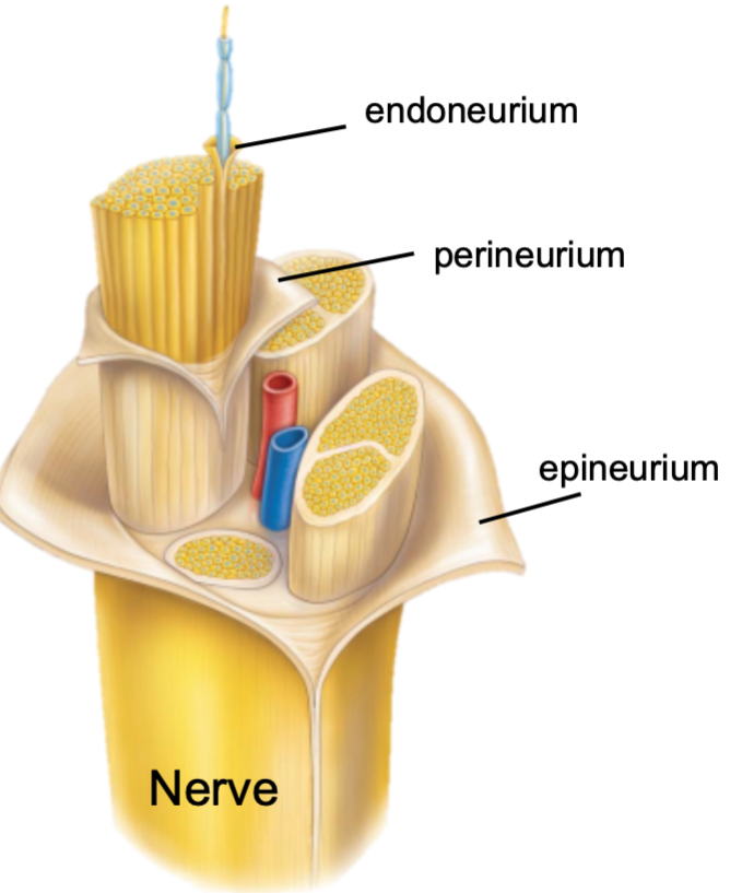 Surrounds fascicle 