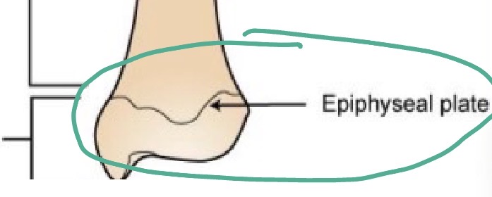 <p>Epiphyseal plates</p>