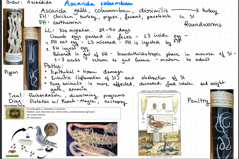 <p><strong>Acarida columbae - Order: Ascaridida</strong></p>