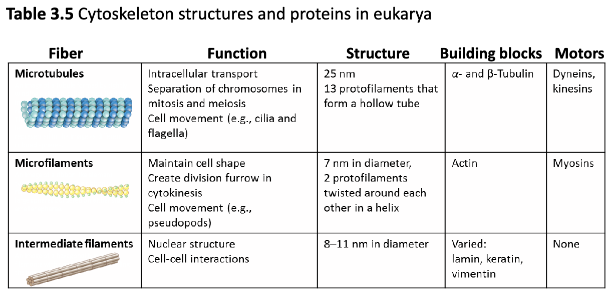 <ul><li><p><strong><u>Microtubules</u></strong></p><ul><li><p>Intracellular transport</p></li><li><p>Separation of chromosomes in mitosis and meiosis</p></li><li><p>Cell movement (cilia and flagella)</p></li></ul></li><li><p><strong><u>Microfilaments</u></strong></p><ul><li><p>Maintain cell shape</p></li><li><p>Create division furrow in cytokinesis</p></li><li><p>Cell movement (pseudopods)</p></li></ul></li><li><p><strong><u>Intermediate filaments</u></strong></p><ul><li><p>Nuclear structure</p></li><li><p>Cell-cell interactions</p></li></ul></li></ul><p><strong><em>**Don’t worry about structures</em></strong></p>