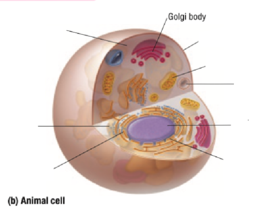 <p>Golgi Body</p>